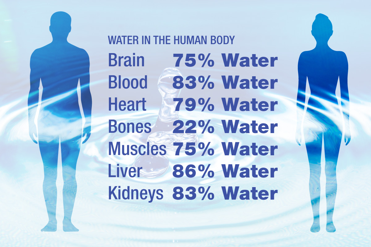 How does water affect the human body